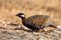 Black francolin Francolinus francolinus